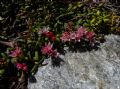 Kalmia rocumbens